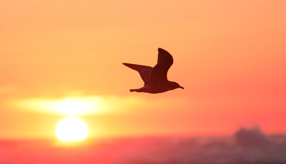 (C) Blake Cheek (via unsplash.com)